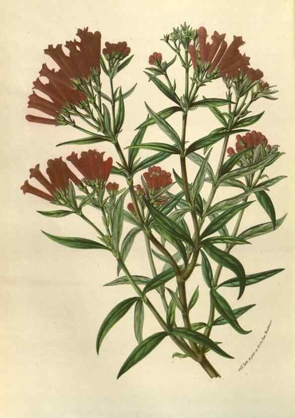 Reproducción/Reproduction 49584061202: Flore des serres et des jardins de l'Europe. A Gand :chez Louis van Houtte, eÌditeur,1845-1880.. 