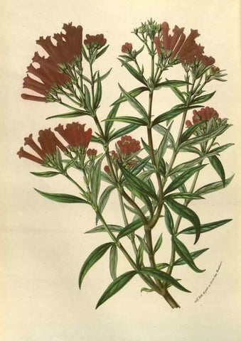Reproducción/Reproduction 49584061202: Flore des serres et des jardins de l'Europe. A Gand :chez Louis van Houtte, eÌditeur,1845-1880.. 