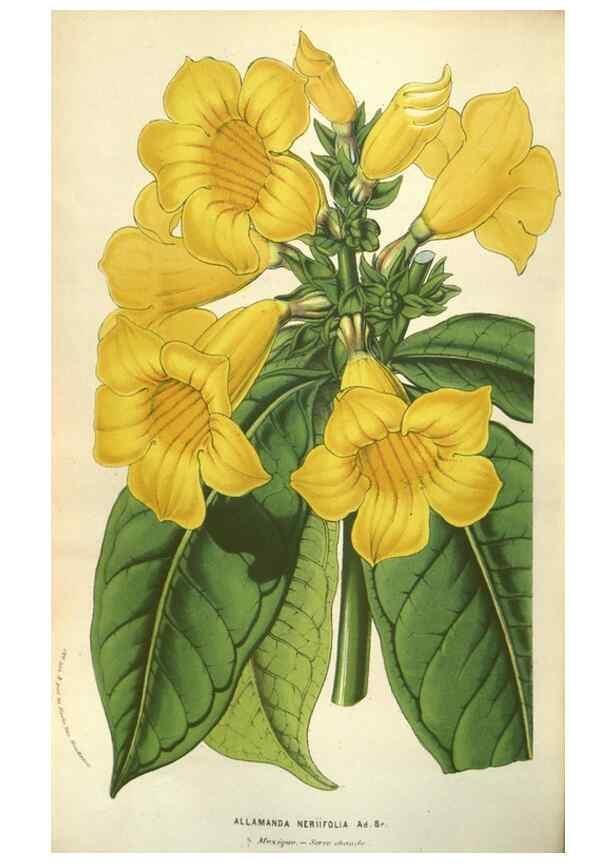 Reproducción/Reproduction 49583828621: Flore des serres et des jardins de l'Europe. A Gand :chez Louis van Houtte, eÌditeur,1845-1880.. 
