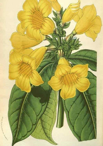 Reproducción/Reproduction 49583828621: Flore des serres et des jardins de l'Europe. A Gand :chez Louis van Houtte, eÌditeur,1845-1880.. 