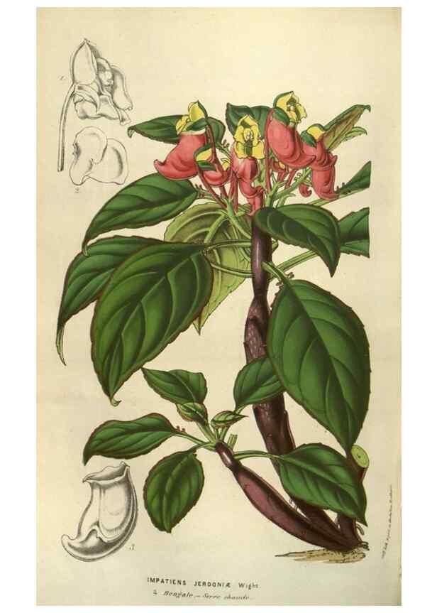 Reproducción/Reproduction 49583828931: Flore des serres et des jardins de l'Europe. A Gand :chez Louis van Houtte, eÌditeur,1845-1880.. 