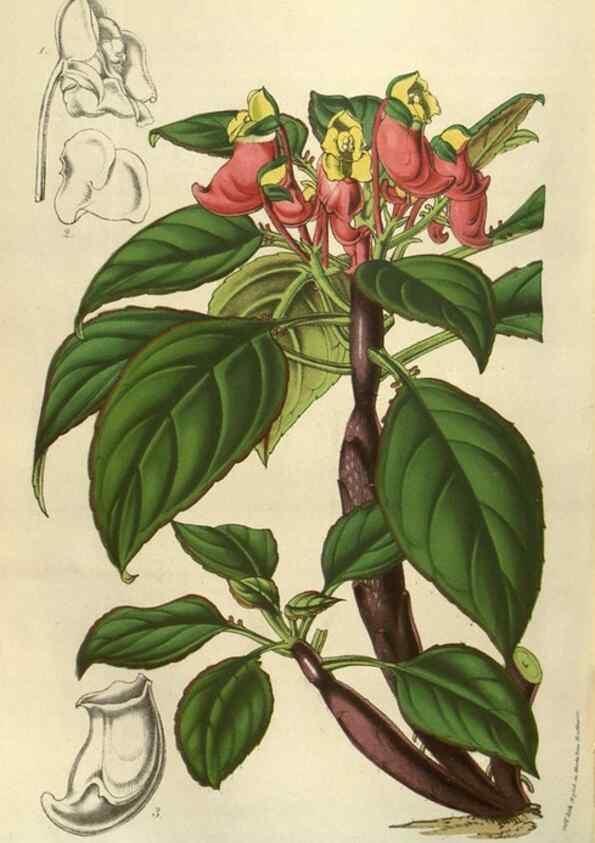 Reproducción/Reproduction 49583828931: Flore des serres et des jardins de l'Europe. A Gand :chez Louis van Houtte, eÌditeur,1845-1880.. 