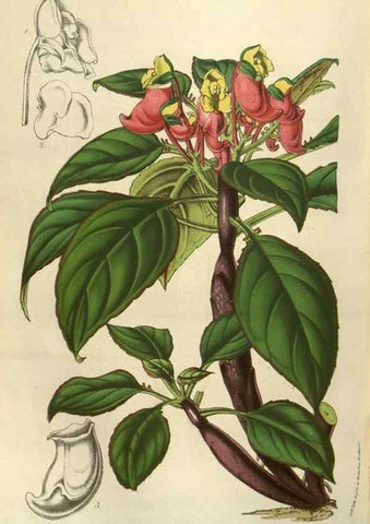 Reproducción/Reproduction 49583828931: Flore des serres et des jardins de l'Europe. A Gand :chez Louis van Houtte, eÌditeur,1845-1880.. 