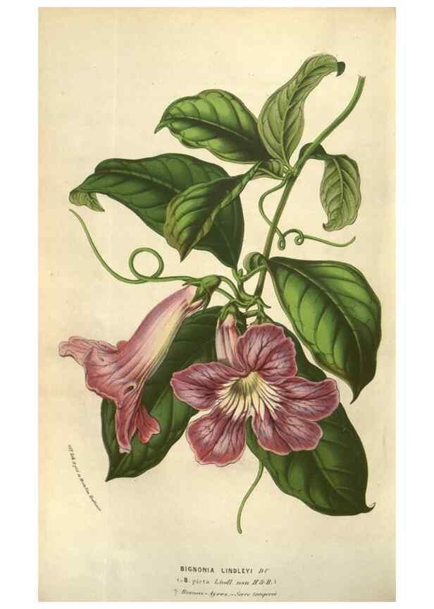Reproducción/Reproduction 49583829276: Flore des serres et des jardins de l'Europe. A Gand :chez Louis van Houtte, eÌditeur,1845-1880.. 