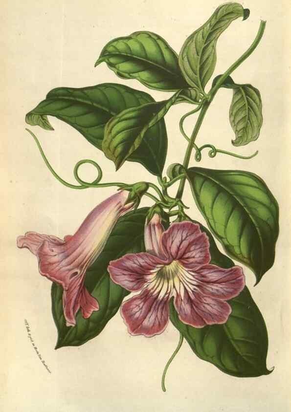 Reproducción/Reproduction 49583829276: Flore des serres et des jardins de l'Europe. A Gand :chez Louis van Houtte, eÌditeur,1845-1880.. 
