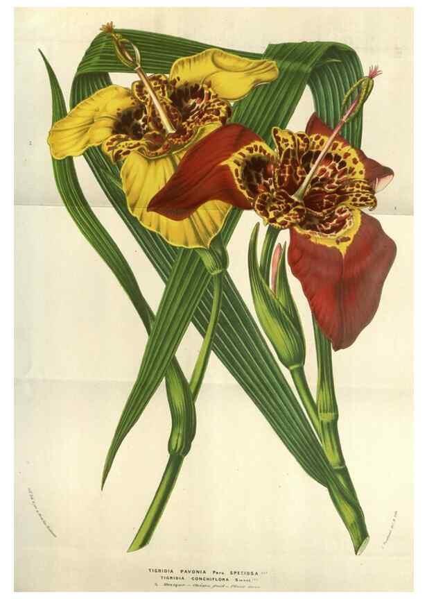 Reproducción/Reproduction 49583829546: Flore des serres et des jardins de l'Europe. A Gand :chez Louis van Houtte, eÌditeur,1845-1880.. 