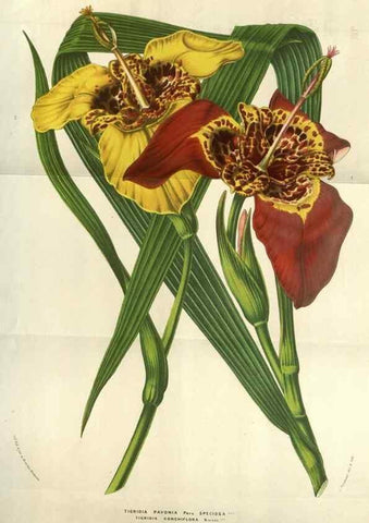 Reproducción/Reproduction 49583829546: Flore des serres et des jardins de l'Europe. A Gand :chez Louis van Houtte, eÌditeur,1845-1880.. 