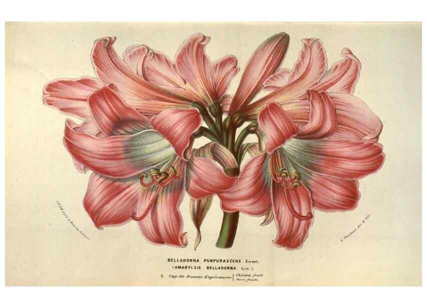 Reproducción/Reproduction 49583330798: Flore des serres et des jardins de l'Europe. A Gand :chez Louis van Houtte, eÌditeur,1845-1880.. 