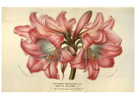 Reproducción/Reproduction 49583330798: Flore des serres et des jardins de l'Europe. A Gand :chez Louis van Houtte, eÌditeur,1845-1880.. 
