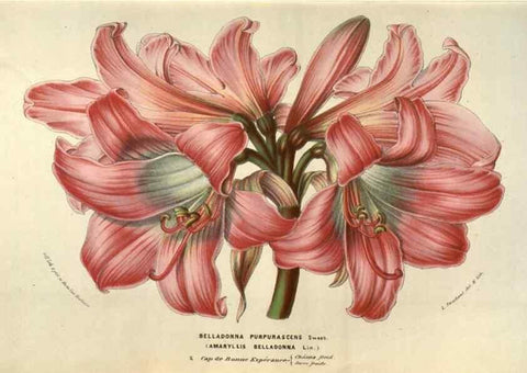 Reproducción/Reproduction 49583330798: Flore des serres et des jardins de l'Europe. A Gand :chez Louis van Houtte, eÌditeur,1845-1880.. 