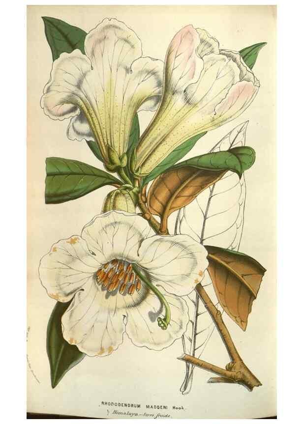 Reproducción/Reproduction 49583830076: Flore des serres et des jardins de l'Europe. A Gand :chez Louis van Houtte, eÌditeur,1845-1880.. 
