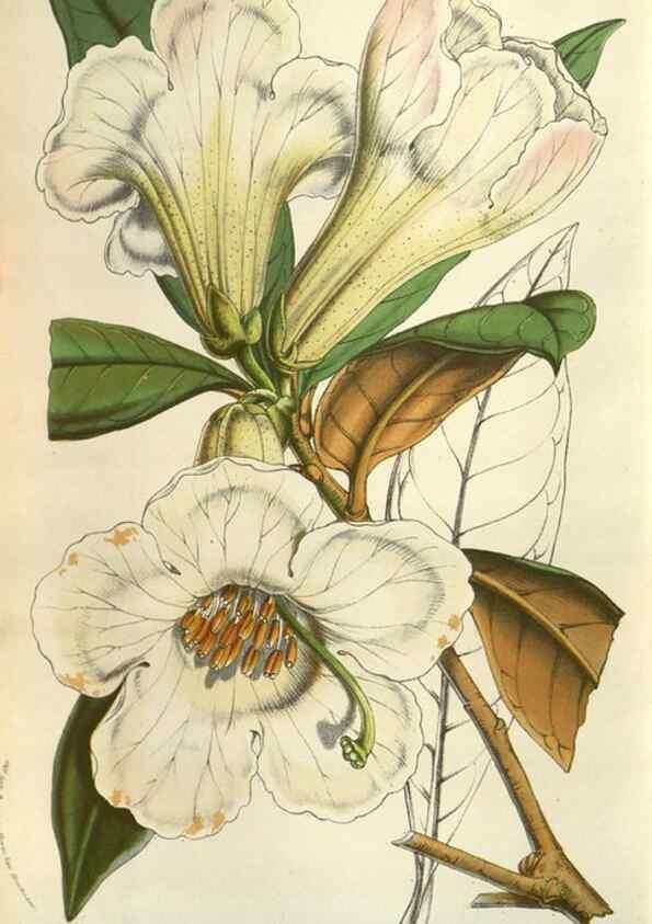 Reproducción/Reproduction 49583830076: Flore des serres et des jardins de l'Europe. A Gand :chez Louis van Houtte, eÌditeur,1845-1880.. 