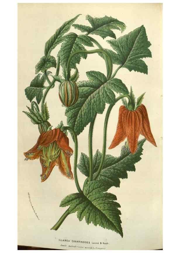 Reproducción/Reproduction 49583830391: Flore des serres et des jardins de l'Europe. A Gand :chez Louis van Houtte, eÌditeur,1845-1880.. 