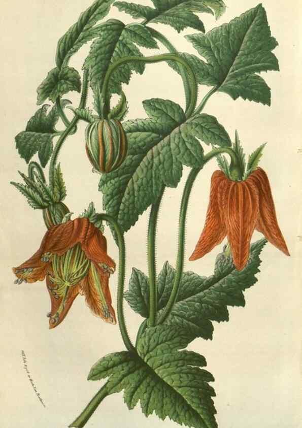 Reproducción/Reproduction 49583830391: Flore des serres et des jardins de l'Europe. A Gand :chez Louis van Houtte, eÌditeur,1845-1880.. 