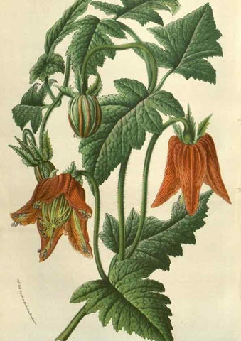 Reproducción/Reproduction 49583830391: Flore des serres et des jardins de l'Europe. A Gand :chez Louis van Houtte, eÌditeur,1845-1880.. 
