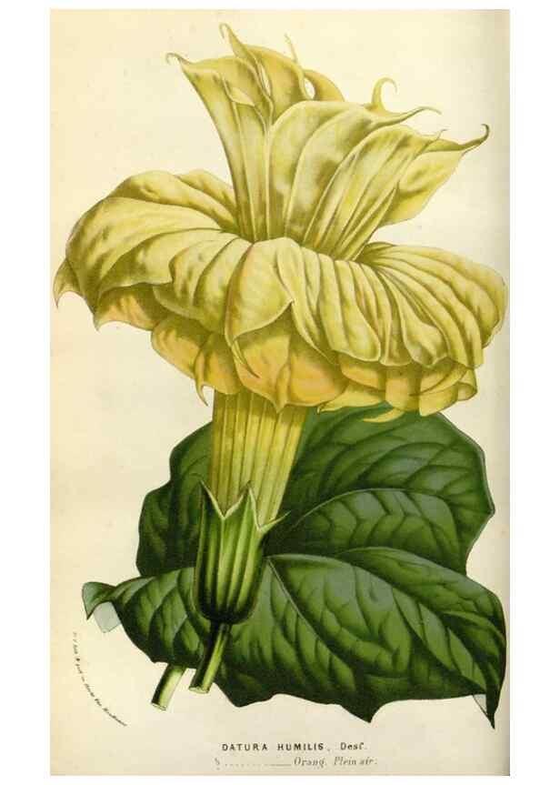 Reproducción/Reproduction 49583531178: Flore des serres et des jardins de l'Europe. A Gand :chez Louis van Houtte, eÌditeur,1845-1880.. 
