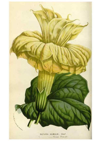 Reproducción/Reproduction 49583531178: Flore des serres et des jardins de l'Europe. A Gand :chez Louis van Houtte, eÌditeur,1845-1880.. 