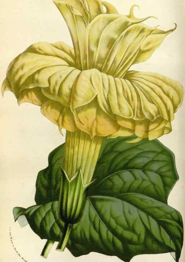 Reproducción/Reproduction 49583531178: Flore des serres et des jardins de l'Europe. A Gand :chez Louis van Houtte, eÌditeur,1845-1880.. 