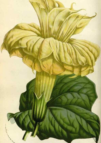 Reproducción/Reproduction 49583531178: Flore des serres et des jardins de l'Europe. A Gand :chez Louis van Houtte, eÌditeur,1845-1880.. 