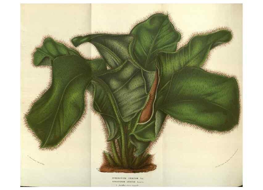 Reproducción/Reproduction 49583836691: Flore des serres et des jardins de l'Europe. A Gand :chez Louis van Houtte, eÌditeur,1845-1880.. 