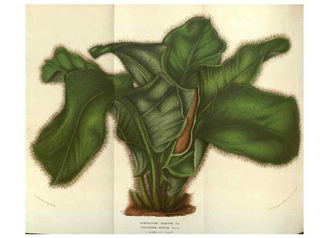 Reproducción/Reproduction 49583836691: Flore des serres et des jardins de l'Europe. A Gand :chez Louis van Houtte, eÌditeur,1845-1880.. 