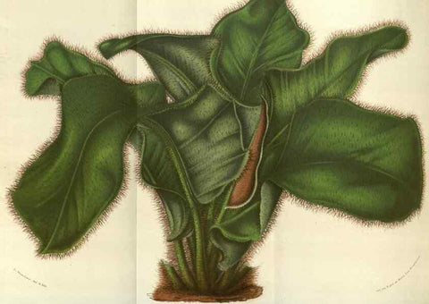 Reproducción/Reproduction 49583836691: Flore des serres et des jardins de l'Europe. A Gand :chez Louis van Houtte, eÌditeur,1845-1880.. 