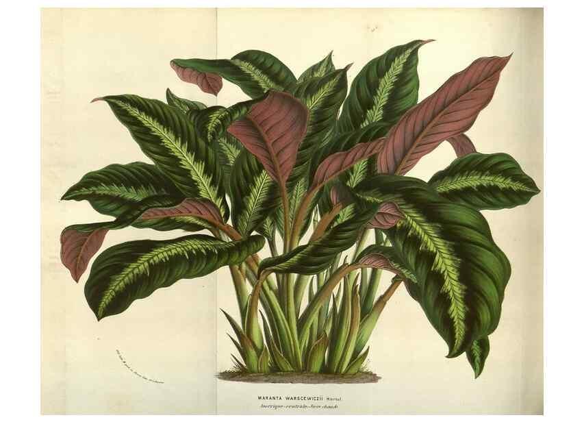 Reproducción/Reproduction 49583837326: Flore des serres et des jardins de l'Europe. A Gand :chez Louis van Houtte, eÌditeur,1845-1880.. 