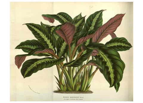 Reproducción/Reproduction 49583837326: Flore des serres et des jardins de l'Europe. A Gand :chez Louis van Houtte, eÌditeur,1845-1880.. 