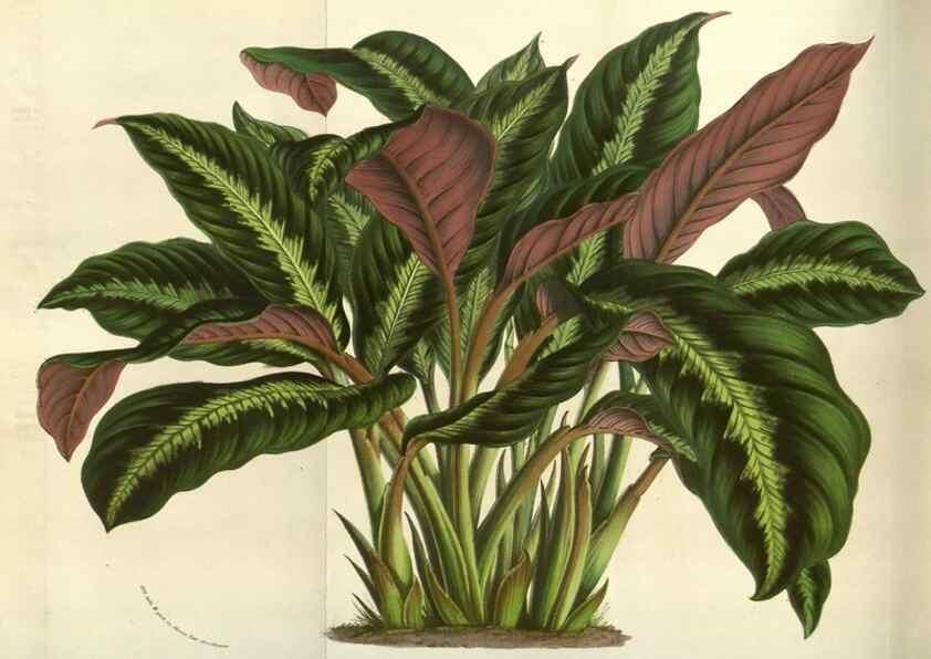 Reproducción/Reproduction 49583837326: Flore des serres et des jardins de l'Europe. A Gand :chez Louis van Houtte, eÌditeur,1845-1880.. 