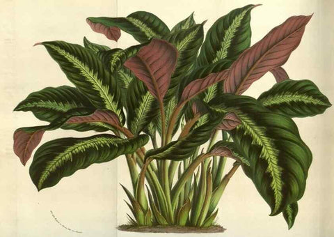 Reproducción/Reproduction 49583837326: Flore des serres et des jardins de l'Europe. A Gand :chez Louis van Houtte, eÌditeur,1845-1880.. 