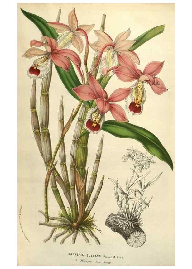 Reproducción/Reproduction 49584122267: Flore des serres et des jardins de l'Europe. A Gand :chez Louis van Houtte, eÌditeur,1845-1880.. 