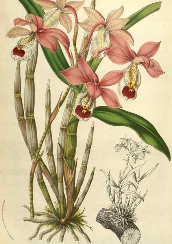Reproducción/Reproduction 49584122267: Flore des serres et des jardins de l'Europe. A Gand :chez Louis van Houtte, eÌditeur,1845-1880.. 