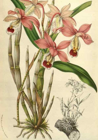 Reproducción/Reproduction 49584122267: Flore des serres et des jardins de l'Europe. A Gand :chez Louis van Houtte, eÌditeur,1845-1880.. 