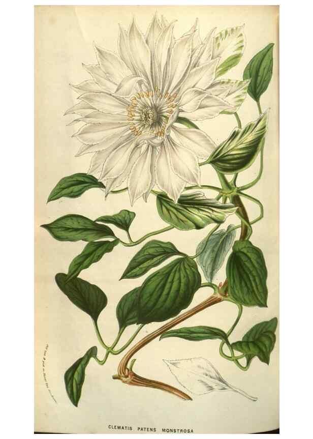 Reproducción/Reproduction 49584122767: Flore des serres et des jardins de l'Europe. A Gand :chez Louis van Houtte, eÌditeur,1845-1880.. 