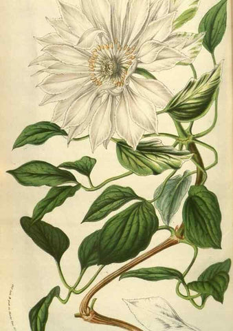 Reproducción/Reproduction 49584122767: Flore des serres et des jardins de l'Europe. A Gand :chez Louis van Houtte, eÌditeur,1845-1880.. 