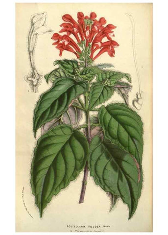 Reproducción/Reproduction 49583392128: Flore des serres et des jardins de l'Europe. A Gand :chez Louis van Houtte, eÌditeur,1845-1880.. 
