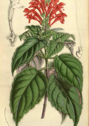 Reproducción/Reproduction 49583392128: Flore des serres et des jardins de l'Europe. A Gand :chez Louis van Houtte, eÌditeur,1845-1880.. 