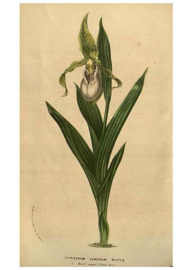Reproducción/Reproduction 49583889751: Flore des serres et des jardins de l'Europe. A Gand :chez Louis van Houtte, eÌditeur,1845-1880.. 