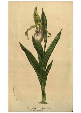 Reproducción/Reproduction 49583889751: Flore des serres et des jardins de l'Europe. A Gand :chez Louis van Houtte, eÌditeur,1845-1880.. 