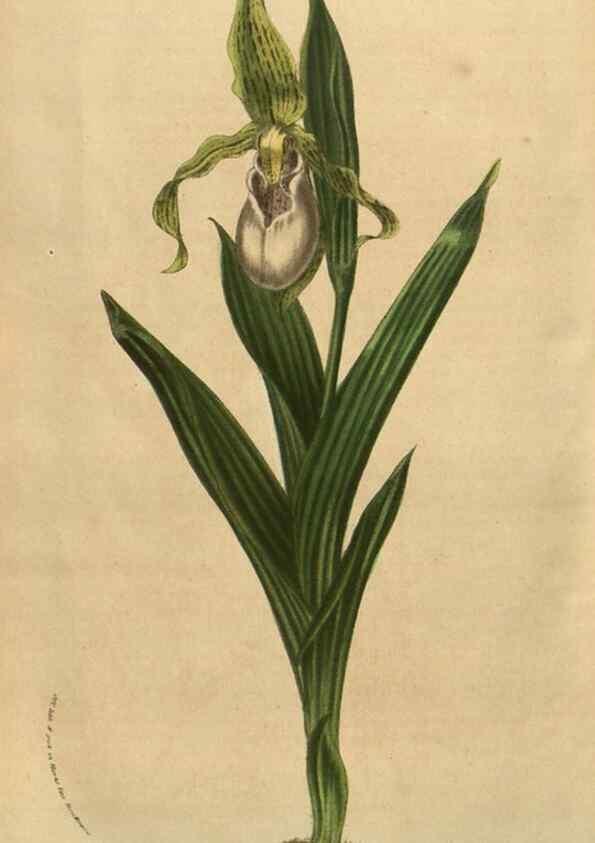 Reproducción/Reproduction 49583889751: Flore des serres et des jardins de l'Europe. A Gand :chez Louis van Houtte, eÌditeur,1845-1880.. 
