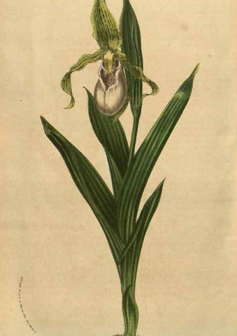 Reproducción/Reproduction 49583889751: Flore des serres et des jardins de l'Europe. A Gand :chez Louis van Houtte, eÌditeur,1845-1880.. 
