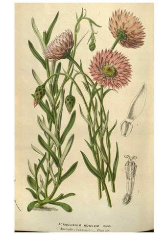 Reproducción/Reproduction 49583890041: Flore des serres et des jardins de l'Europe. A Gand :chez Louis van Houtte, eÌditeur,1845-1880.. 