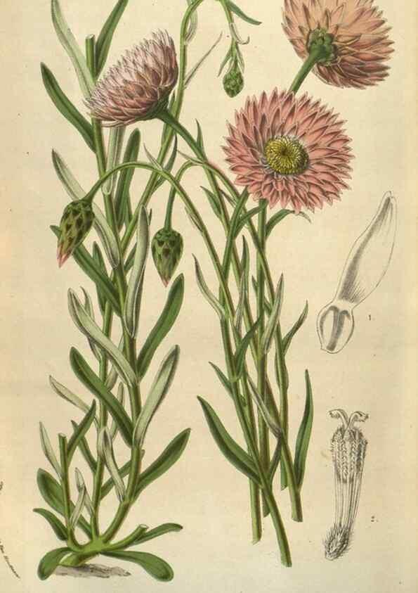 Reproducción/Reproduction 49583890041: Flore des serres et des jardins de l'Europe. A Gand :chez Louis van Houtte, eÌditeur,1845-1880.. 