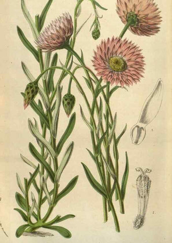 Reproducción/Reproduction 49583890041: Flore des serres et des jardins de l'Europe. A Gand :chez Louis van Houtte, eÌditeur,1845-1880.. 