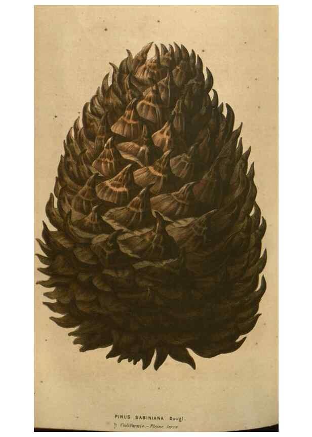 Reproducción/Reproduction 49583890396: Flore des serres et des jardins de l'Europe. A Gand :chez Louis van Houtte, eÌditeur,1845-1880.. 