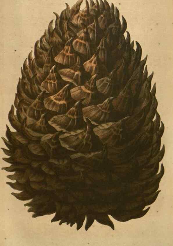 Reproducción/Reproduction 49583890396: Flore des serres et des jardins de l'Europe. A Gand :chez Louis van Houtte, eÌditeur,1845-1880.. 