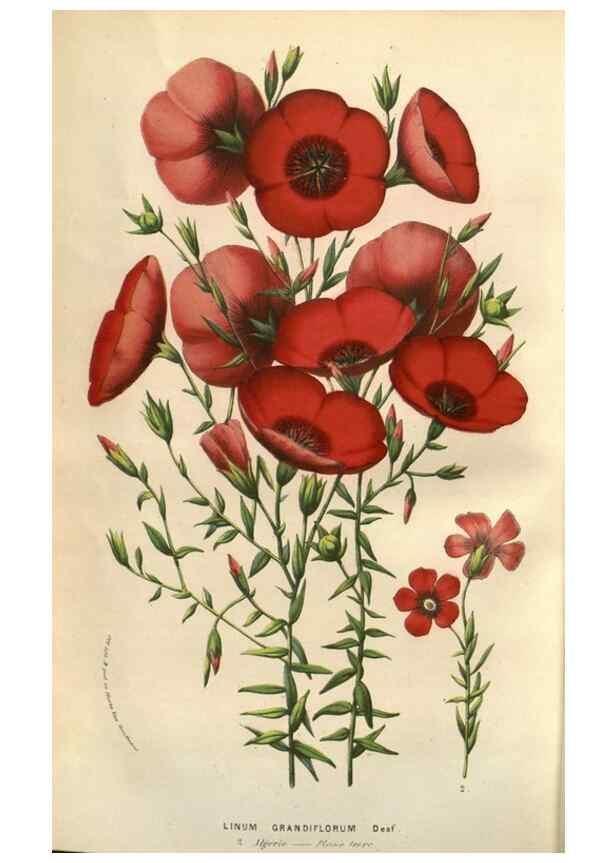 Reproducción/Reproduction 49584124587: Flore des serres et des jardins de l'Europe. A Gand :chez Louis van Houtte, eÌditeur,1845-1880.. 