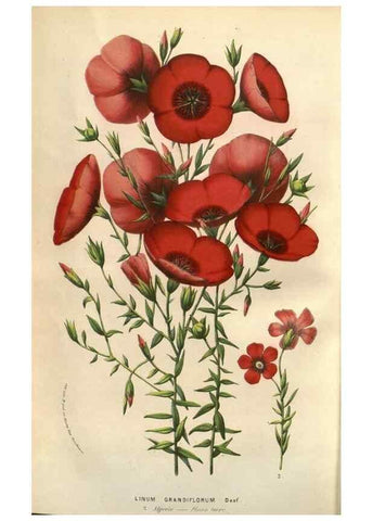 Reproducción/Reproduction 49584124587: Flore des serres et des jardins de l'Europe. A Gand :chez Louis van Houtte, eÌditeur,1845-1880.. 