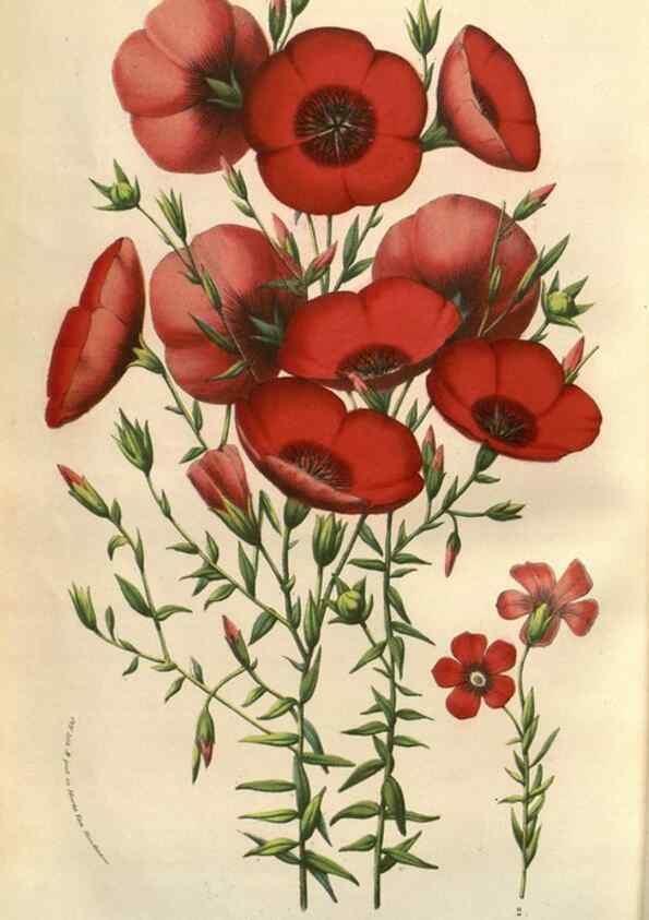 Reproducción/Reproduction 49584124587: Flore des serres et des jardins de l'Europe. A Gand :chez Louis van Houtte, eÌditeur,1845-1880.. 