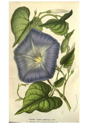 Reproducción/Reproduction 49583891156: Flore des serres et des jardins de l'Europe. A Gand :chez Louis van Houtte, eÌditeur,1845-1880.. 